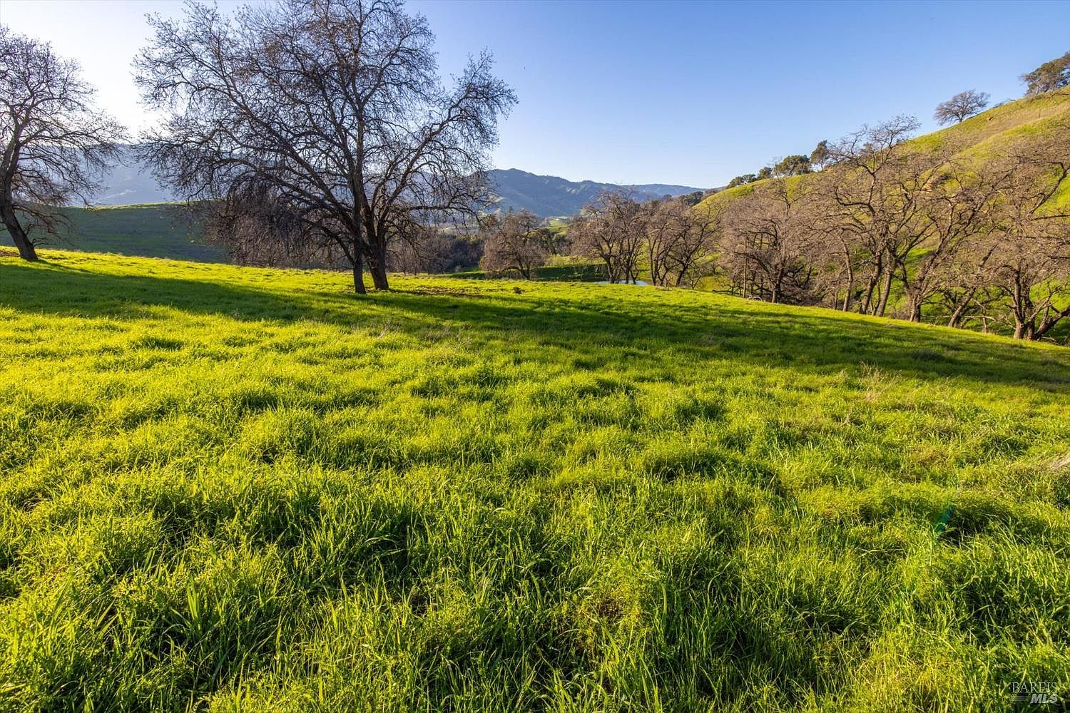 A meadow on the western ridge of 7094 Bucktown Lane, with oak trees in mid-distance and the Vaca Mountains beyond in soft afternoon light