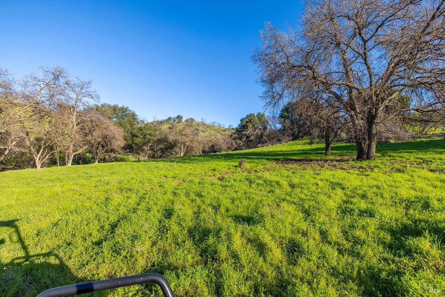 A grass meadow on the central plateau of 7094 Bucktown Lane, with mature bare oak trees framing a shallow drainage
