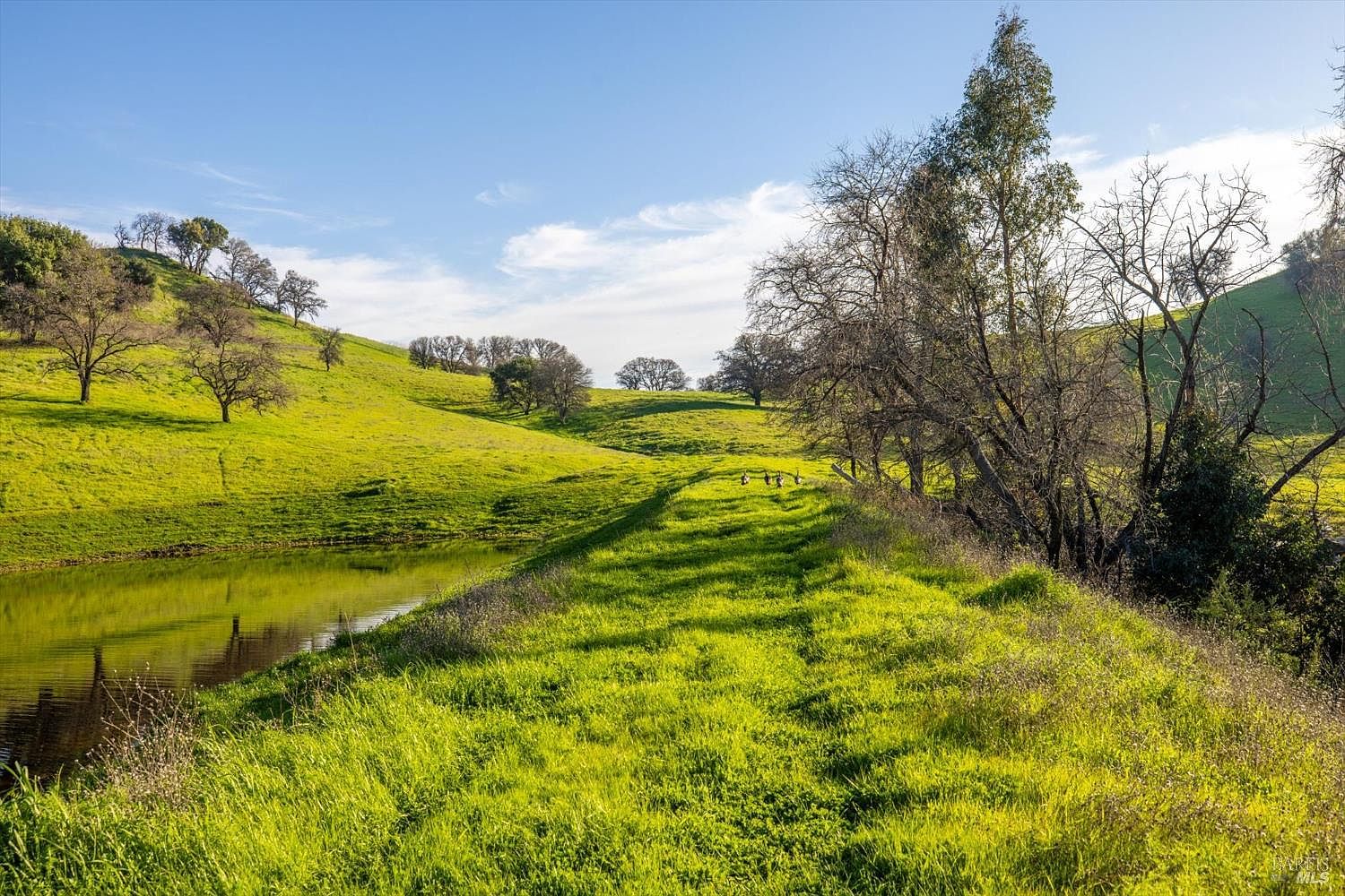 Wide view of 7094 Bucktown Lane in Vacaville: the permitted pond at the foot of green rolling hills, oak trees on the right, soft California sky above